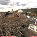 15_35-nest.jpg