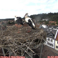 15_45-nest.jpg