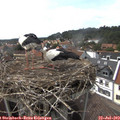 15_50-nest.jpg