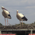 15_55-mast.jpg