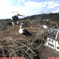 15_55-nest.jpg