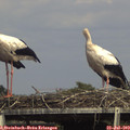 16_00-mast.jpg