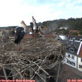 16_00-nest.jpg