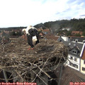 16_10-nest.jpg