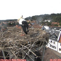 16_15-nest.jpg