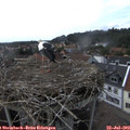16_20-nest.jpg