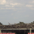 16_30-mast.jpg