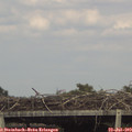 16_40-mast.jpg