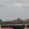16_45-mast.jpg