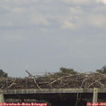 16_50-mast.jpg