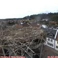 16_50-nest.jpg