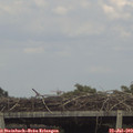 16_55-mast.jpg