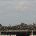 17_00-mast.jpg
