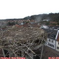 17_00-nest.jpg