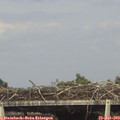 17_10-mast.jpg