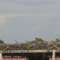 17_15-mast.jpg