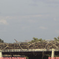 17_20-mast.jpg