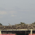 17_25-mast.jpg