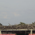 17_30-mast.jpg