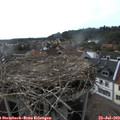 17_30-nest.jpg