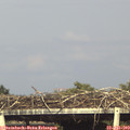 17_35-mast.jpg