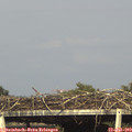 17_40-mast.jpg