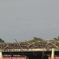 17_45-mast.jpg