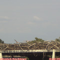 17_50-mast.jpg