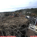 17_50-nest.jpg