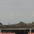 18_00-mast.jpg