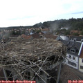 18_00-nest.jpg