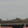 18_10-mast.jpg