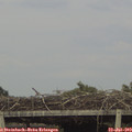 18_15-mast.jpg