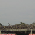 18_20-mast.jpg