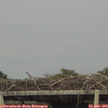18_25-mast.jpg