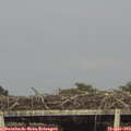 18_30-mast.jpg