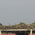 18_35-mast.jpg