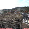 18_40-nest.jpg