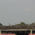 18_50-mast.jpg