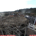 18_50-nest.jpg