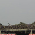 18_55-mast.jpg