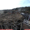 18_55-nest.jpg