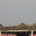 19_00-mast.jpg
