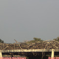 19_05-mast.jpg