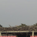 19_10-mast.jpg