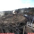 19_15-nest.jpg