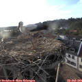 19_20-nest.jpg