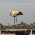 19_30-mast.jpg