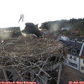 19_50-nest.jpg