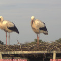 19_55-mast.jpg